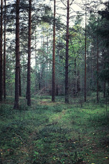 Fototapeta premium Bright spring greens at dawn in the forest. Nature comes to life in early spring.
