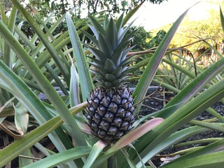 small growing pineapple on bush, pineapple plant, baby pineapple,plant setting fruit, tropical fruit on tree,Pineapple on tree,Three pineapple On The Tree,Pineapple fruit on trees Waiting for harvest,