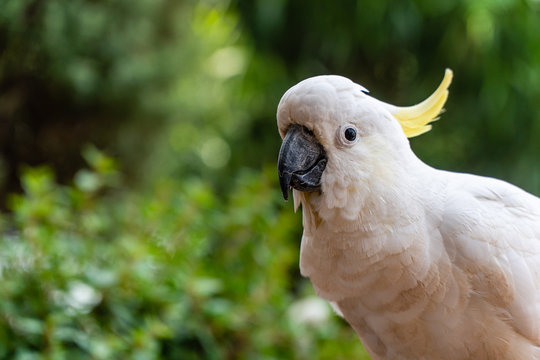portrait of a yellow crested cockatoo