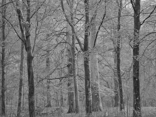 English Autumn Woodland 