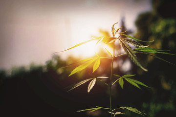 Marijuana on a blurred natural background at sunset