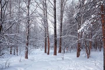 Winter forest landscape. Tall trees under snow cover. January frosty day in the park.