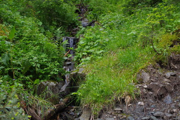 stream in forest