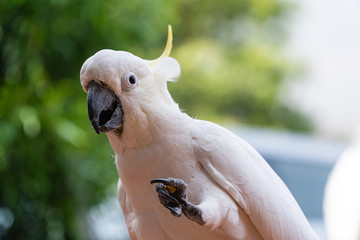 portrait of a yellow crested cockatoo