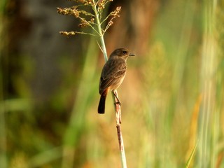 A small bird (bushchat) sitting on a strand of grass