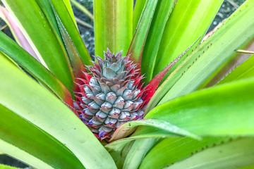 small growing pineapple on bush, pineapple plant, baby pineapple,plant setting fruit, tropical fruit on tree,Pineapple on tree,Three pineapple On The Tree,Pineapple fruit on trees Waiting for harvest,