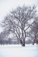 Winter forest landscape. Tall trees under snow cover. January frosty day in the park.