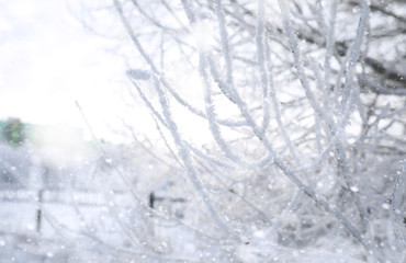 Winter Park. Landscape in snowy weather. January.