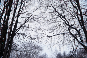 Winter forest landscape. Tall trees under snow cover. January frosty day in the park.