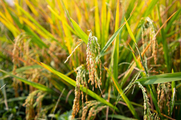 Paddy rice crop, Green rice plant growing up in farm at morning, a time to harvest. slow motion. nature concept.
