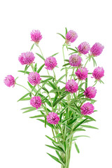Fototapeta na wymiar Clover or trefoil flower medicinal herbs isolated on white background