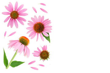 Fototapeta premium Coneflower or Echinacea purpurea isolated on white background with copy space for your text. Top view. Flat lay