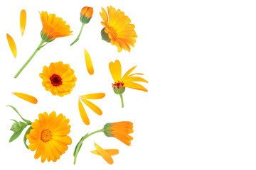 Fototapeta na wymiar Calendula. Marigold flower isolated on white background with copy space for your text. Top view. Flat lay pattern