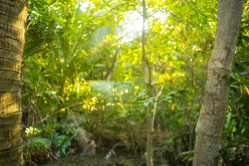 blur on green palm leaves or tree in tropical forest with bokeh light at background