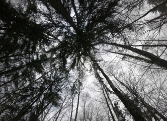 Gloomy black forest view of trees from below to the sky.