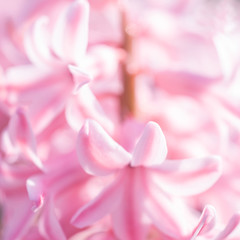 Fototapeta na wymiar Hyacinth flowers close up, soft focus