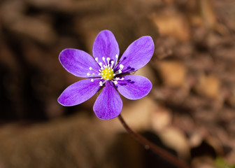 Forest flower blooms in a spring time.