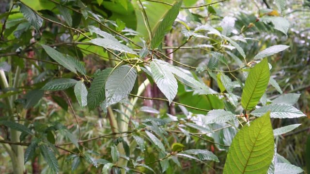Kratom leaves.Mitragyna speciosa leaf. Natural herbs