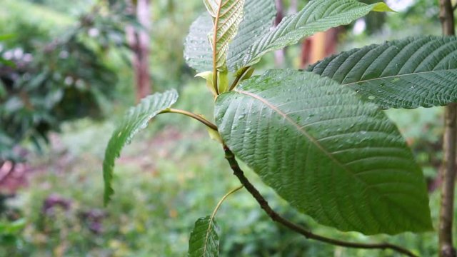 Kratom leaves.Mitragyna speciosa leaf. Natural herbs