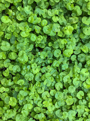 Beautiful background of Centella asiatica, Herbal medicine leaves of Centella asiatica known as gotu kola. Close up Gotu kola leaves. fresh green leaf texture background.
