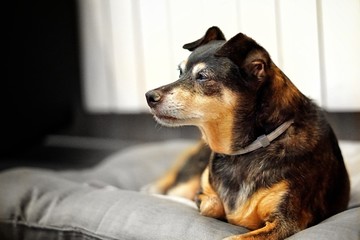 portrait of a mature dog