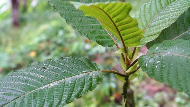 Kratom leaves.Mitragyna speciosa leaf. Natural herbs
