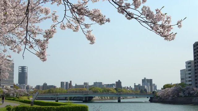 広島市中心部の桜風景 本川（太田川）沿い桜風景 4K Hiroshima city view with cherry blossoms of Honkawa riverside
