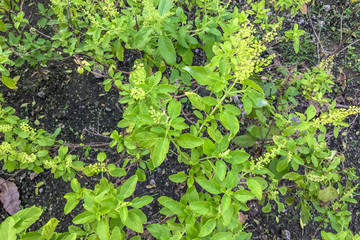 Holy basil, Sacred basil, Ocimum tenuiflorum or Ocimum sanctum. Thai basil with green leaves and small flowers.Freah Holy Basil plant.