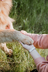 Pet love, dog is the best friend. German shepherd dog paws and human hand close up