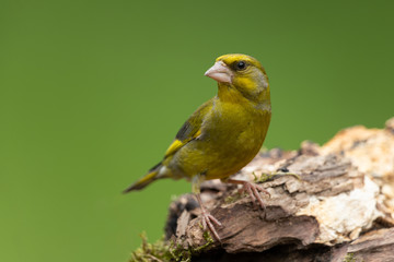 European greenfinch sitting on a branch