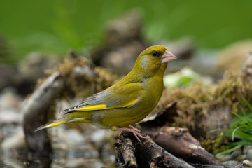 Gr&uuml;nfink, European greenfinch, Chloris chloris