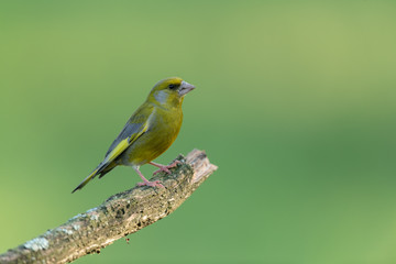 European greenfinch sitting on a branch