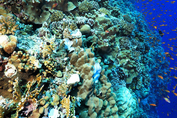 Ship anchor damaged corals