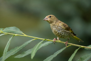 Naklejka premium European greenfinch sitting on a branch