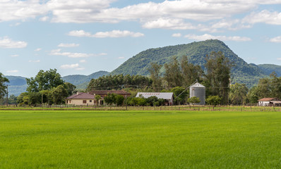 Fototapeta na wymiar Irrigated Rice Farming, Grain Silo and Farm Headquarters 1