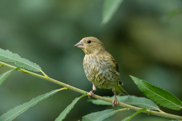 European greenfinch sitting on a branch