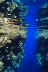 Naklejka na ściany i meble Underwater coral reef