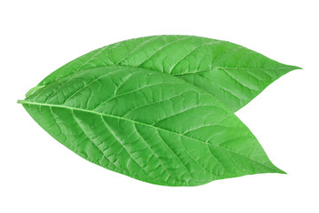 Obraz premium fresh avocado leaves isolated on white background