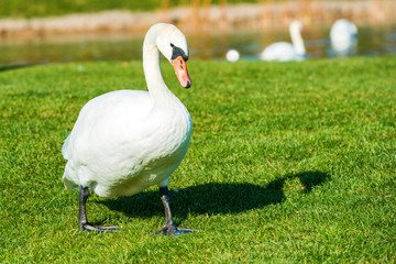 White swan walking on green grass near lake