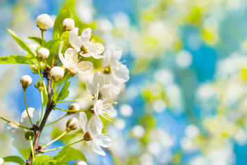 Fototapeta na wymiar White flowers on a blossom cherry tree with soft background of green spring leaves and blue sky