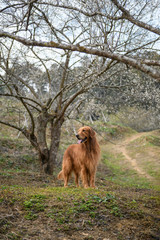 The golden retriever in the wild