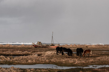 Fototapeta na wymiar Wrack eines Fischerbootes und Islandpferde am Strand von Hvalnes. / Wreck of a fishing boat and Icelandic horses on the beach at Hvalnes.
