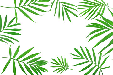 frame of green leaves of palm tree isolated on white background with clipping path