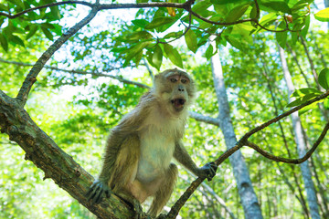 Fototapeta premium Cute macaque monkey sitting on tree in tropical mangrove forest with green foliage and numerous roots