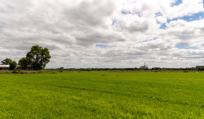 Irrigated Rice Plantation in Southern Brazil2
