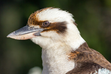 Portrait of an Australian laughing kookaburra (Dacelo novaeguineae)