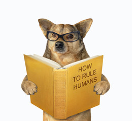 The beige dog in glasses is reading a book called how to rule humans. White background. Isolated.