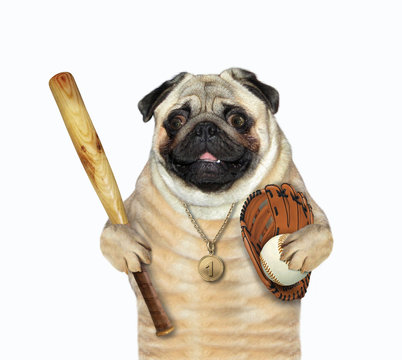 The dog baseball player with a gold medal holds a bat, a ball and a glove. White background. Isolated.