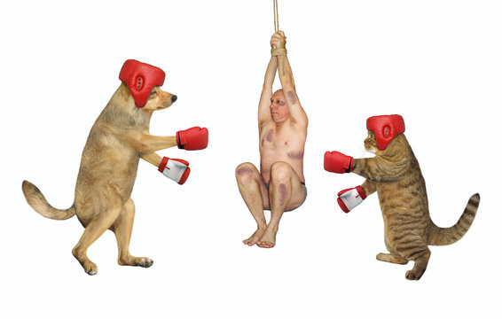 The dog in a red helmet and gloves and the cat boxer are boxing a tied man instead a punching bag. White background. Isolated.