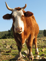 Red hair cow in the field